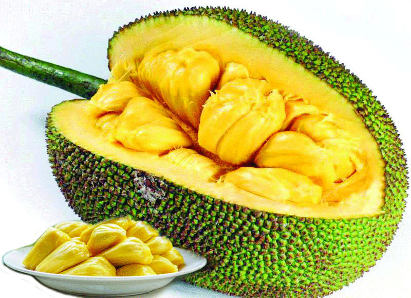 Bangladeshi Jackfruits Now At German Market The Daily Industry